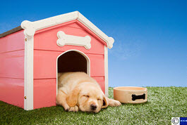 Artificial dog turf Artificial dog turf
