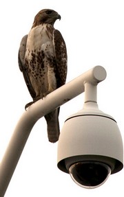 Hawk Security